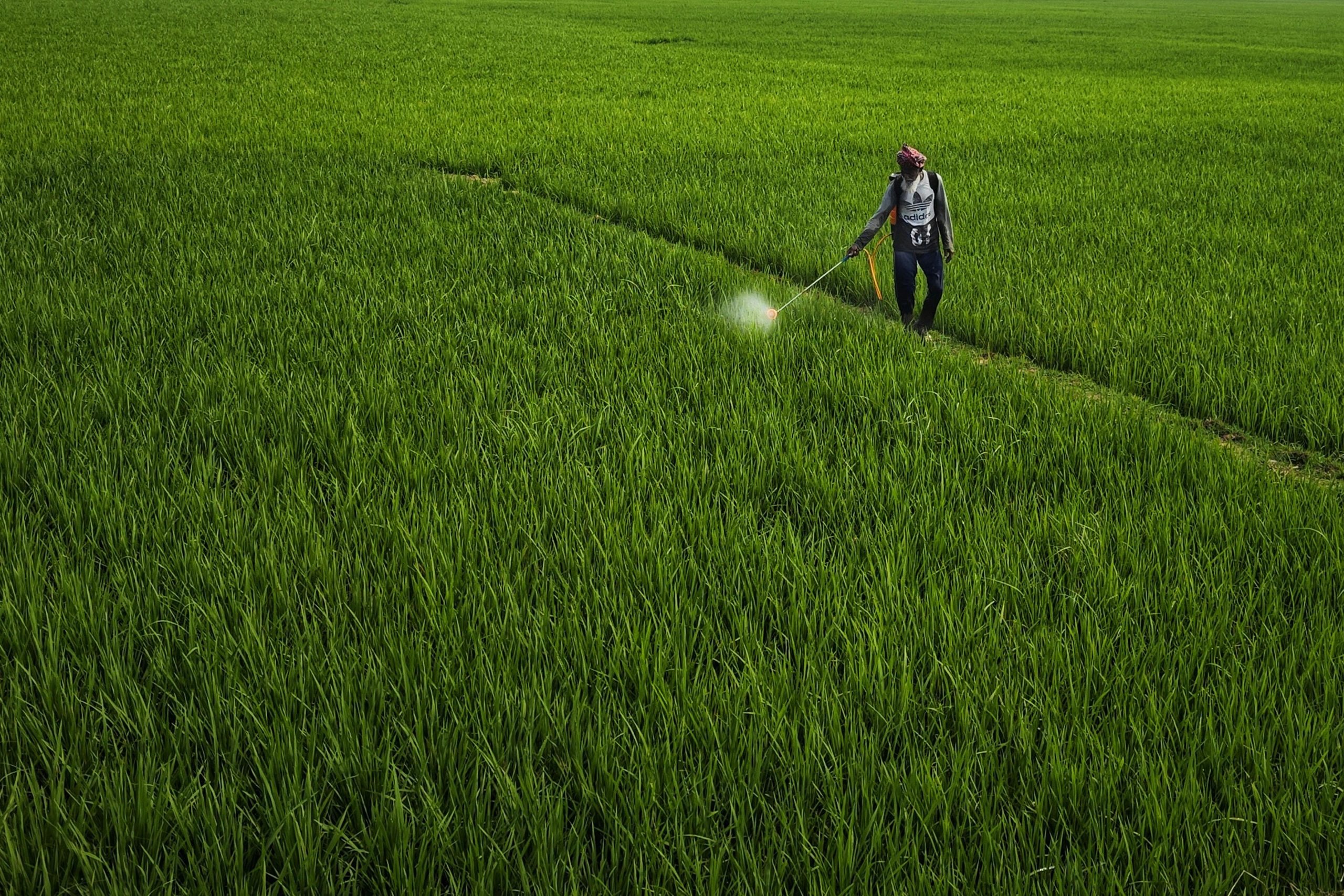 Un agriculteur pulvérise des pesticides sur des rizières verdoyantes à Bolpur, en Inde, illustrant les techniques agricoles rurales.