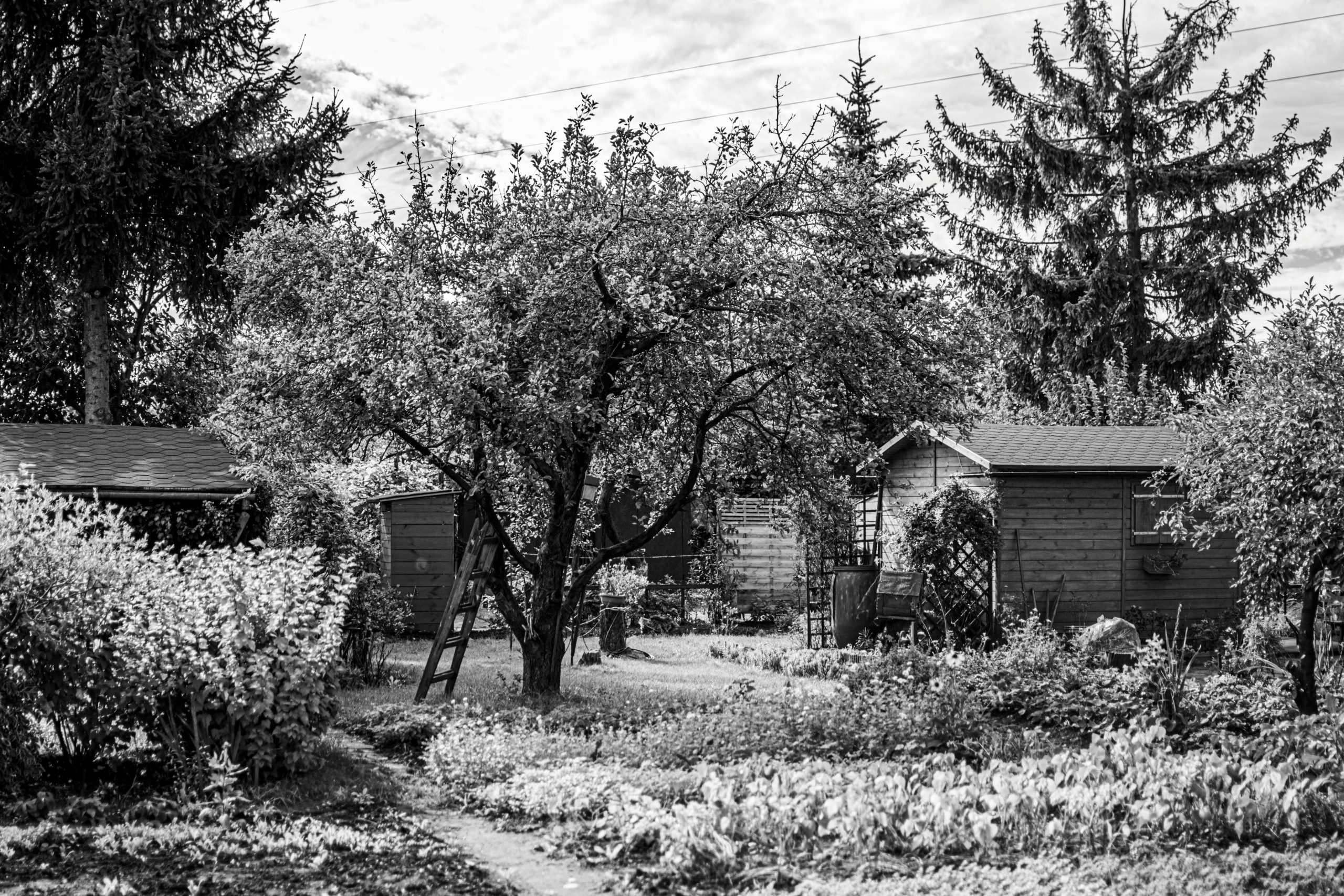Photo en noir et blanc d'un jardin rustique avec des arbres et des abris.