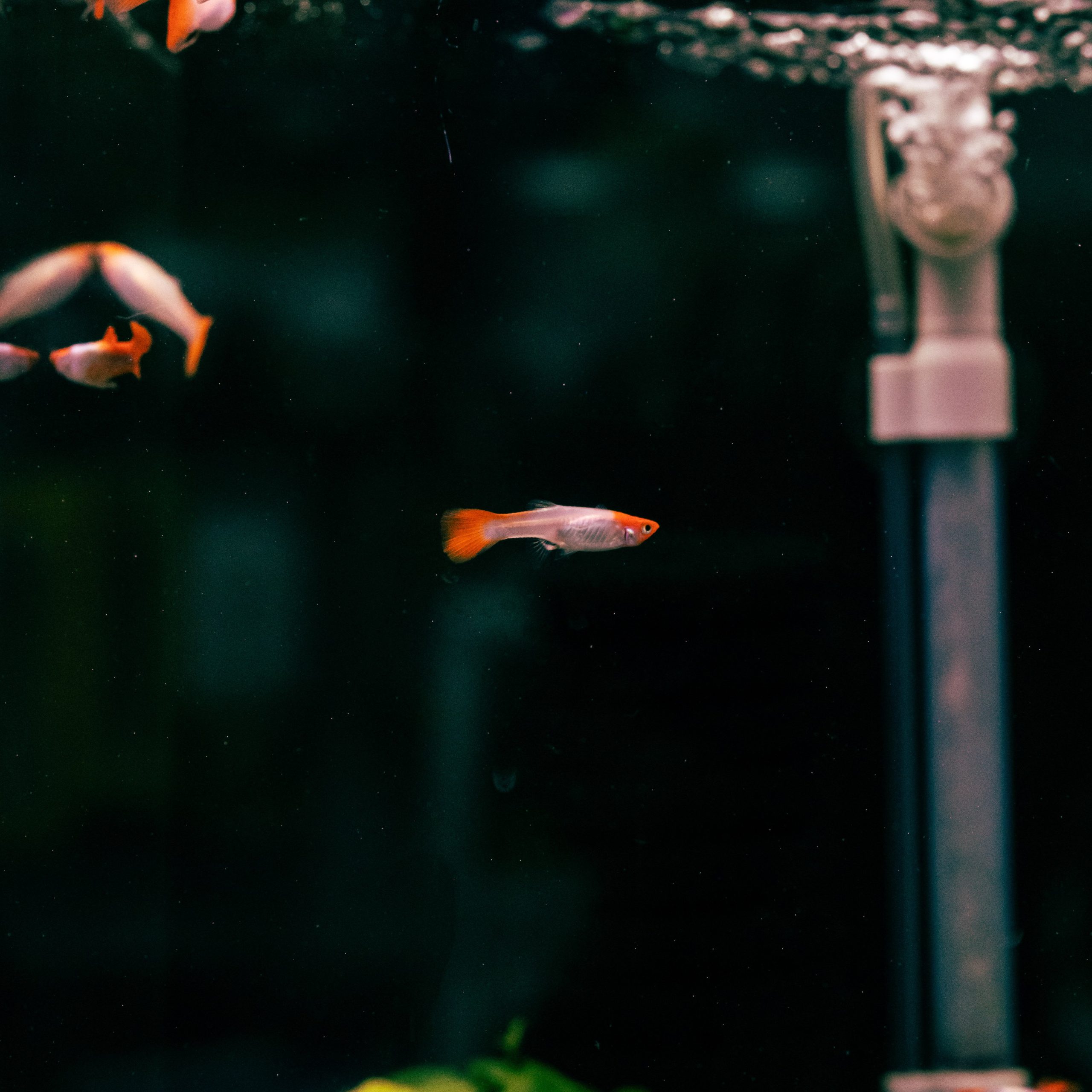 Choisir pompe filtration aquarium