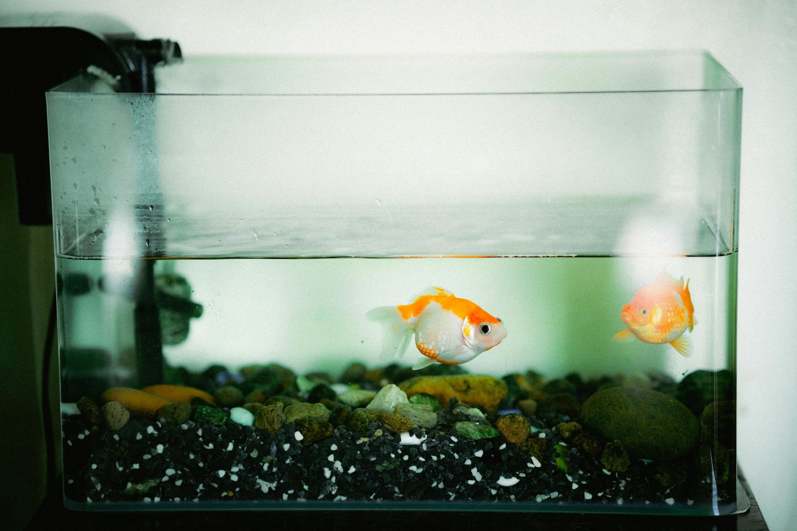 Guide pompe filtration aquarium sélection