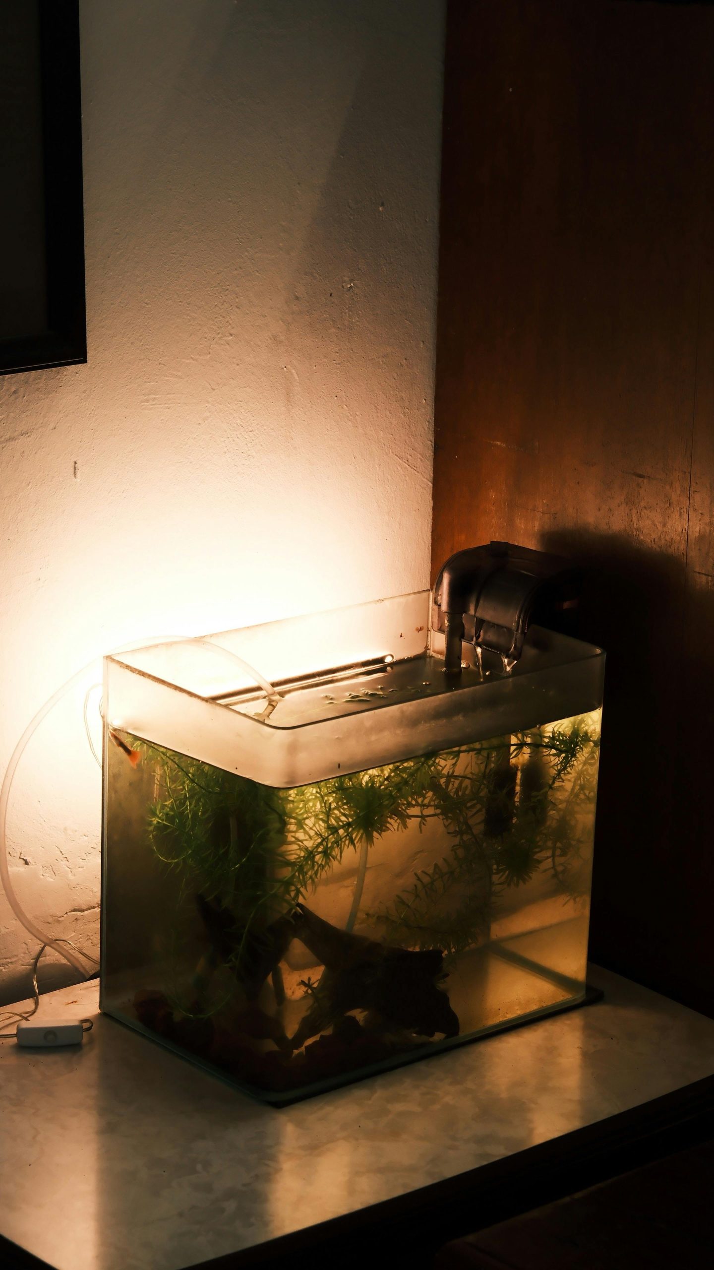 A warmly lit aquarium on a table showcasing aquatic plants and decor in a cozy corner. Un aquarium éclairé chaleureusement sur une table présentant des plantes aquatiques et de la décoration dans un coin douillet.