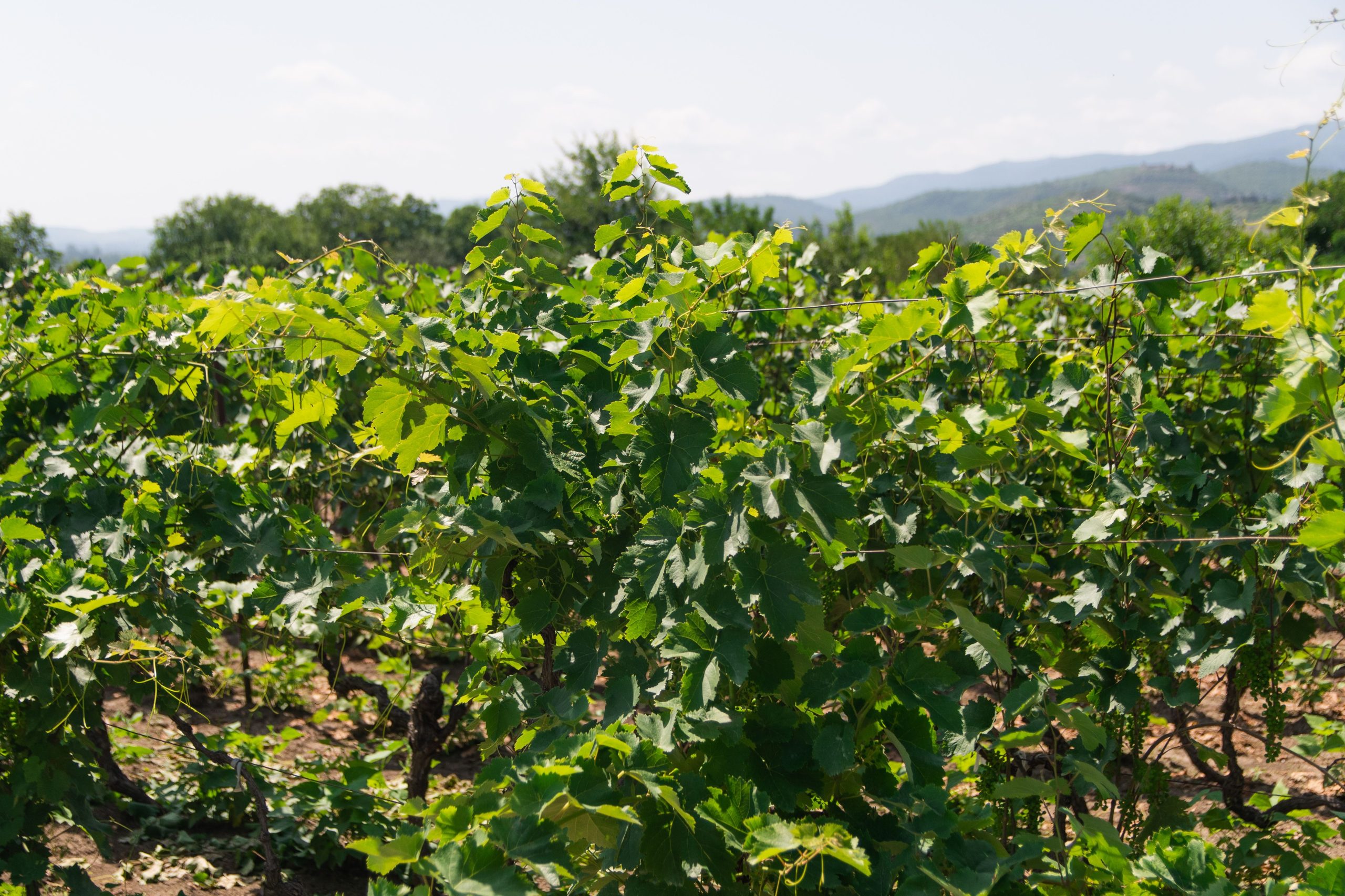 Technique réussie de bouture de vignes au jardin