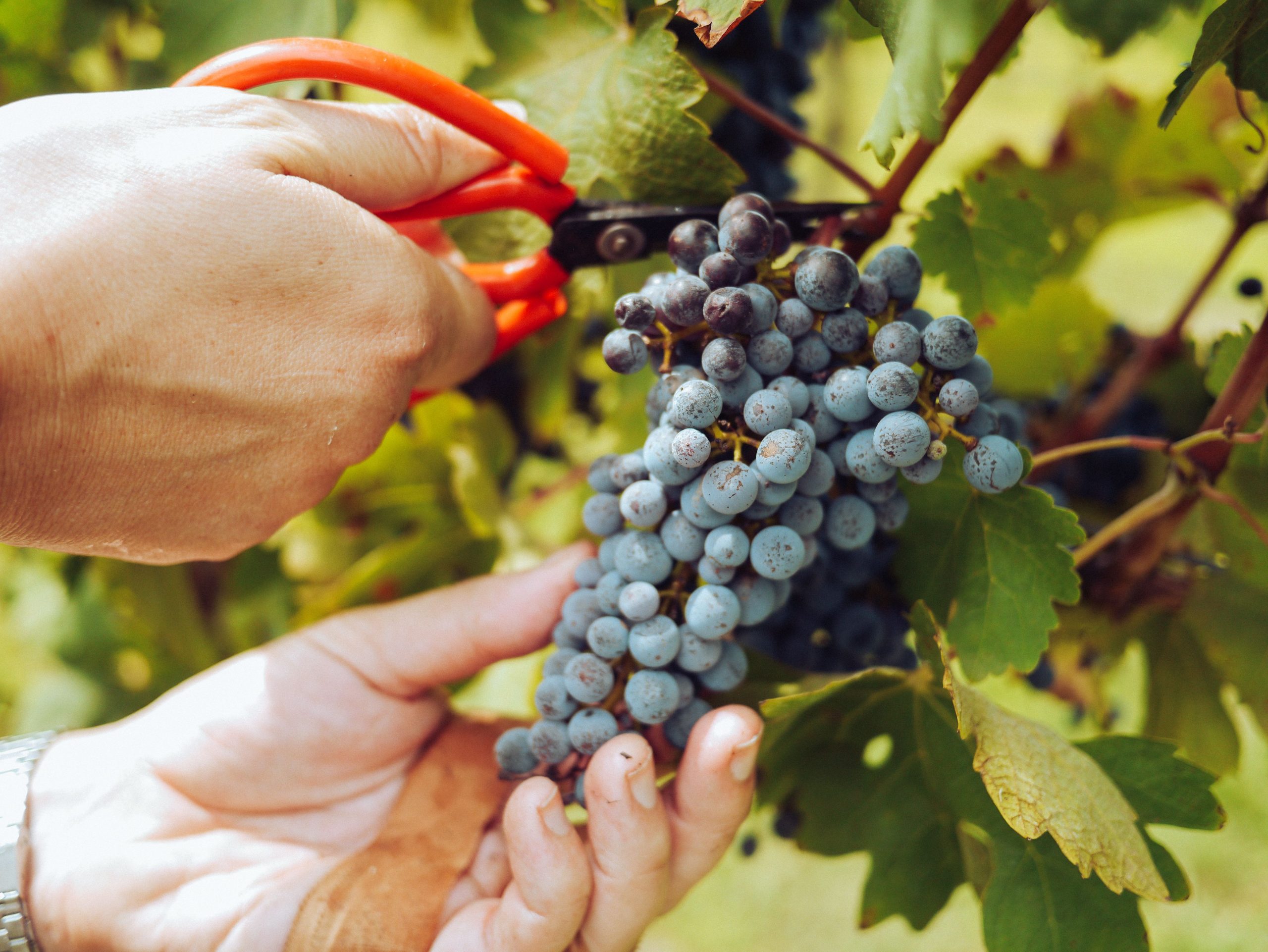 Comment réussir la bouture de vignes au jardin