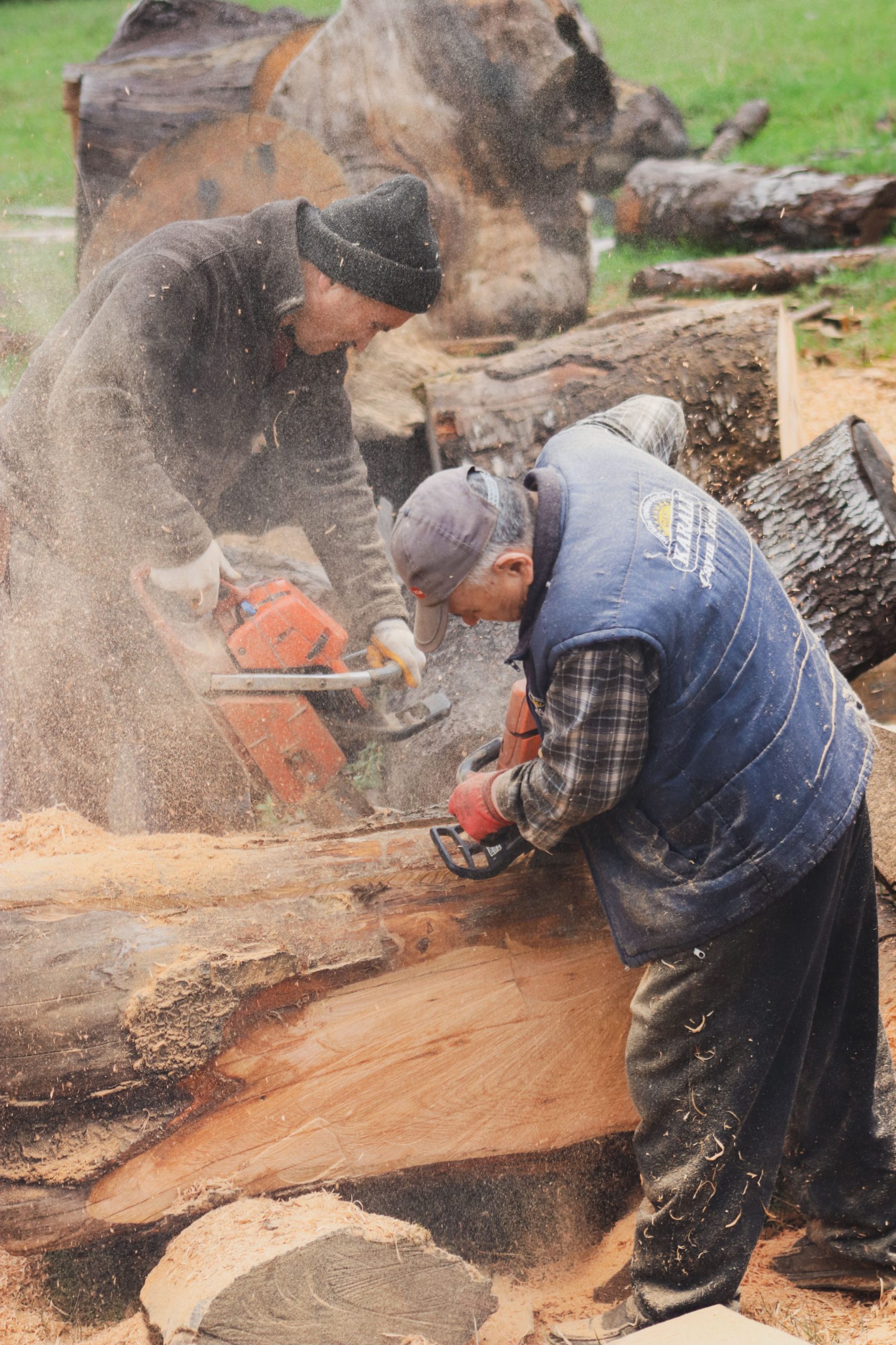 Two men using chainsaws to cut a large log in an outdoor setting. Sawdust fills the air. Deux hommes utilisant des tronçonneuses pour couper un gros rondin en plein air. La sciure remplit l'air.