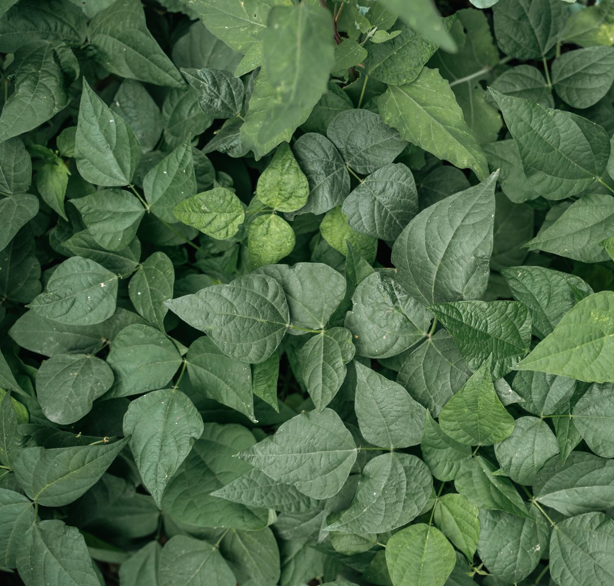 Feuillage dense de plants de haricots verts vus de dessus