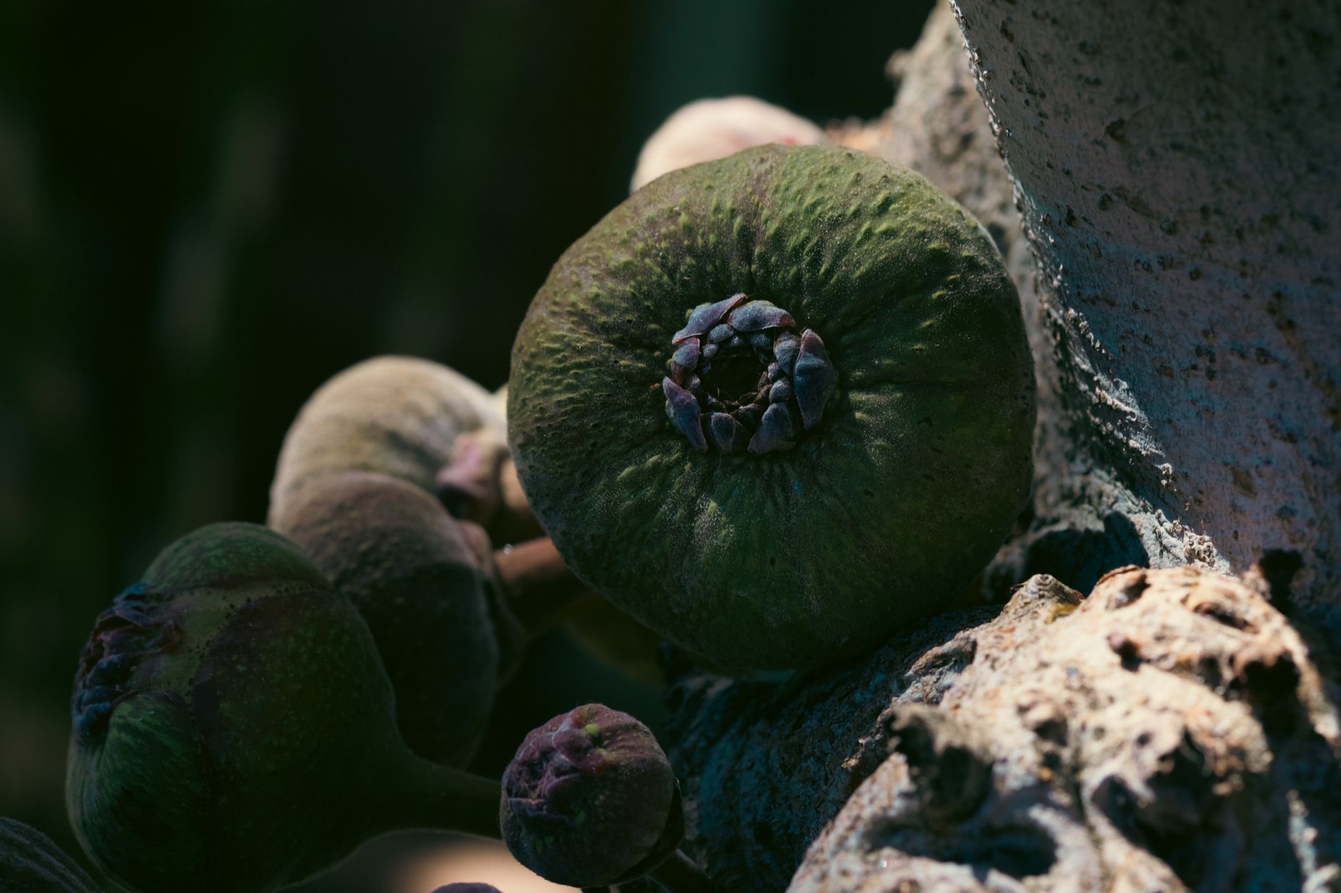 Figues mûrissant à la lumière