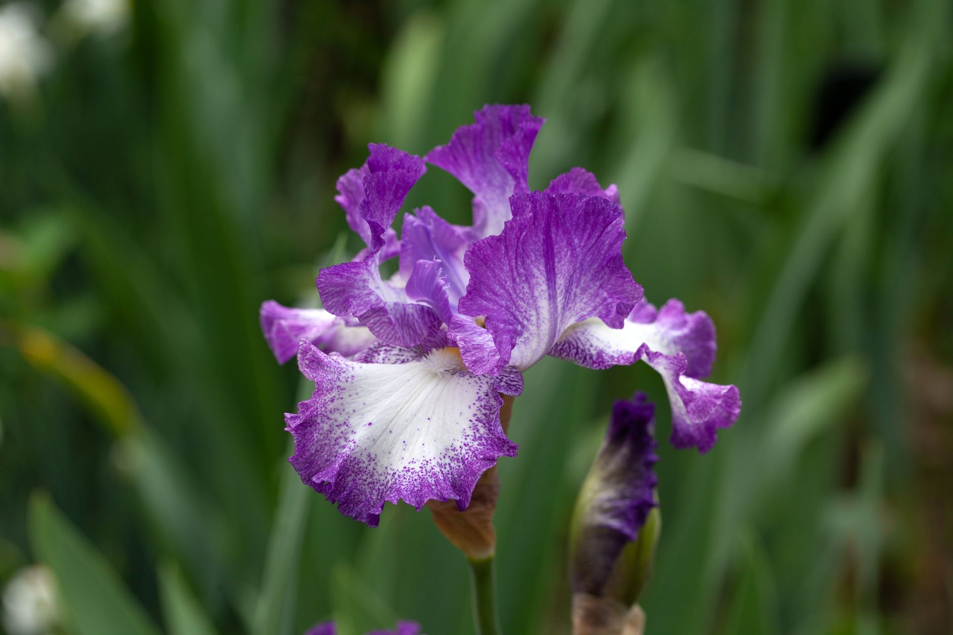 Gros plan sur une fleur d'iris violette
