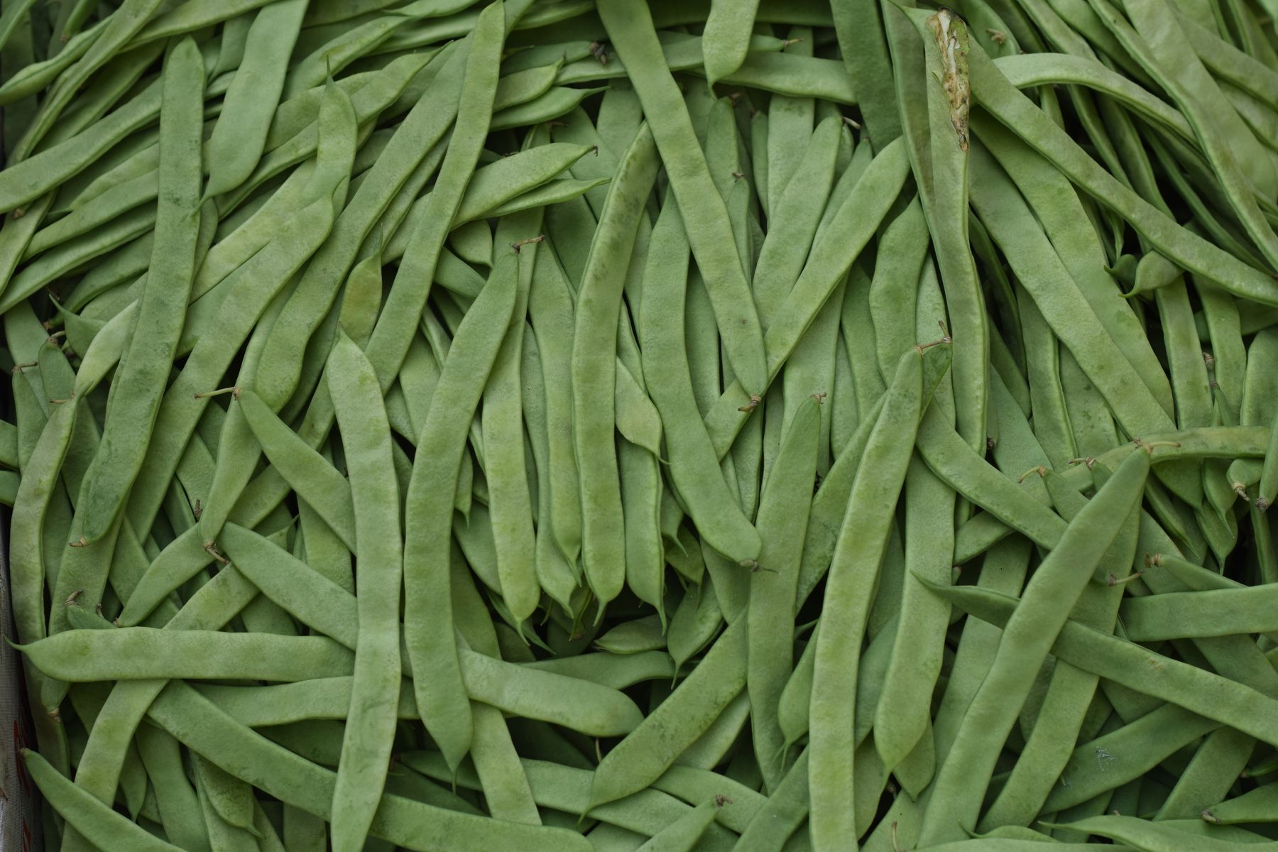 Haricots verts frais tout juste récoltés au potager