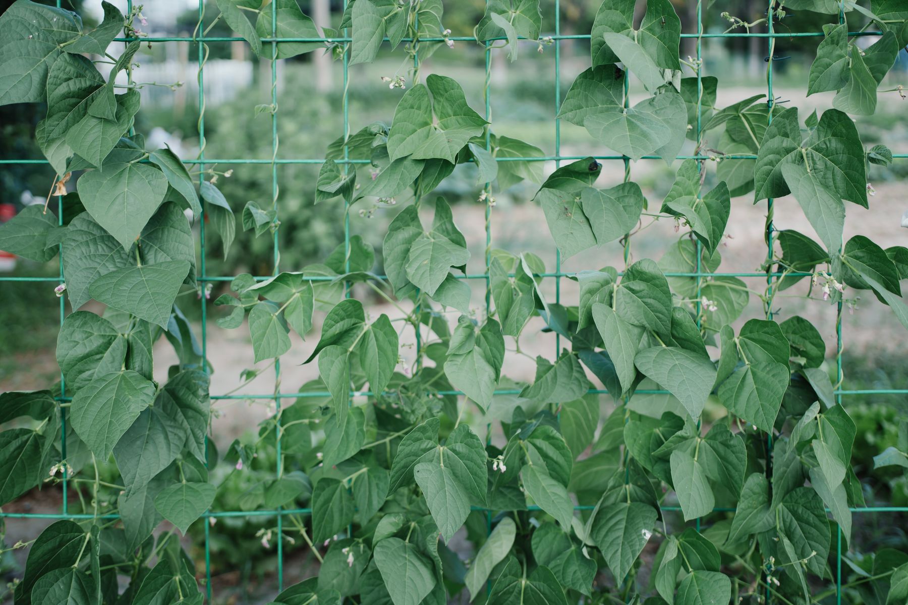 Rang de haricots verts grimpants sur treillis au potager