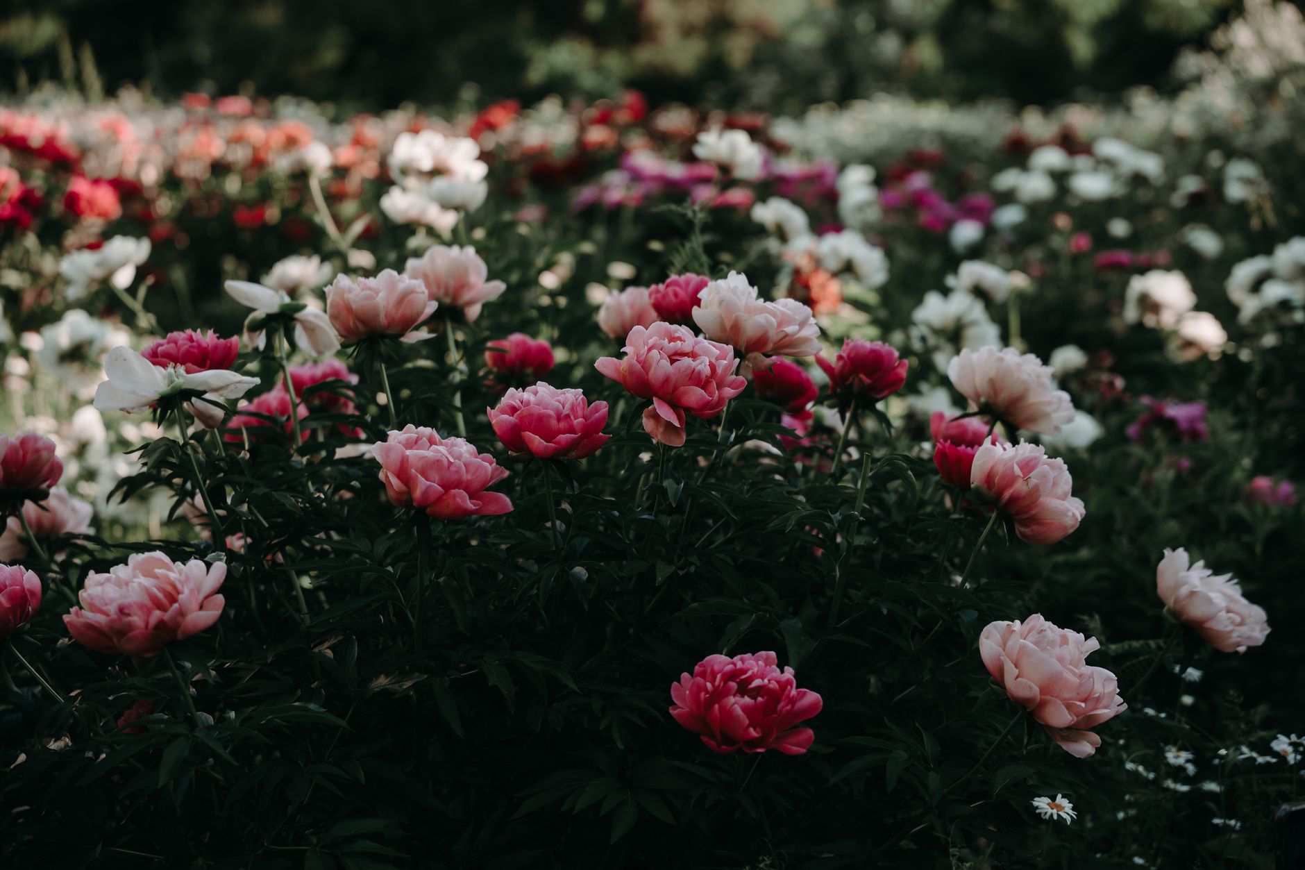 Jardin de pivoines en pleine floraison