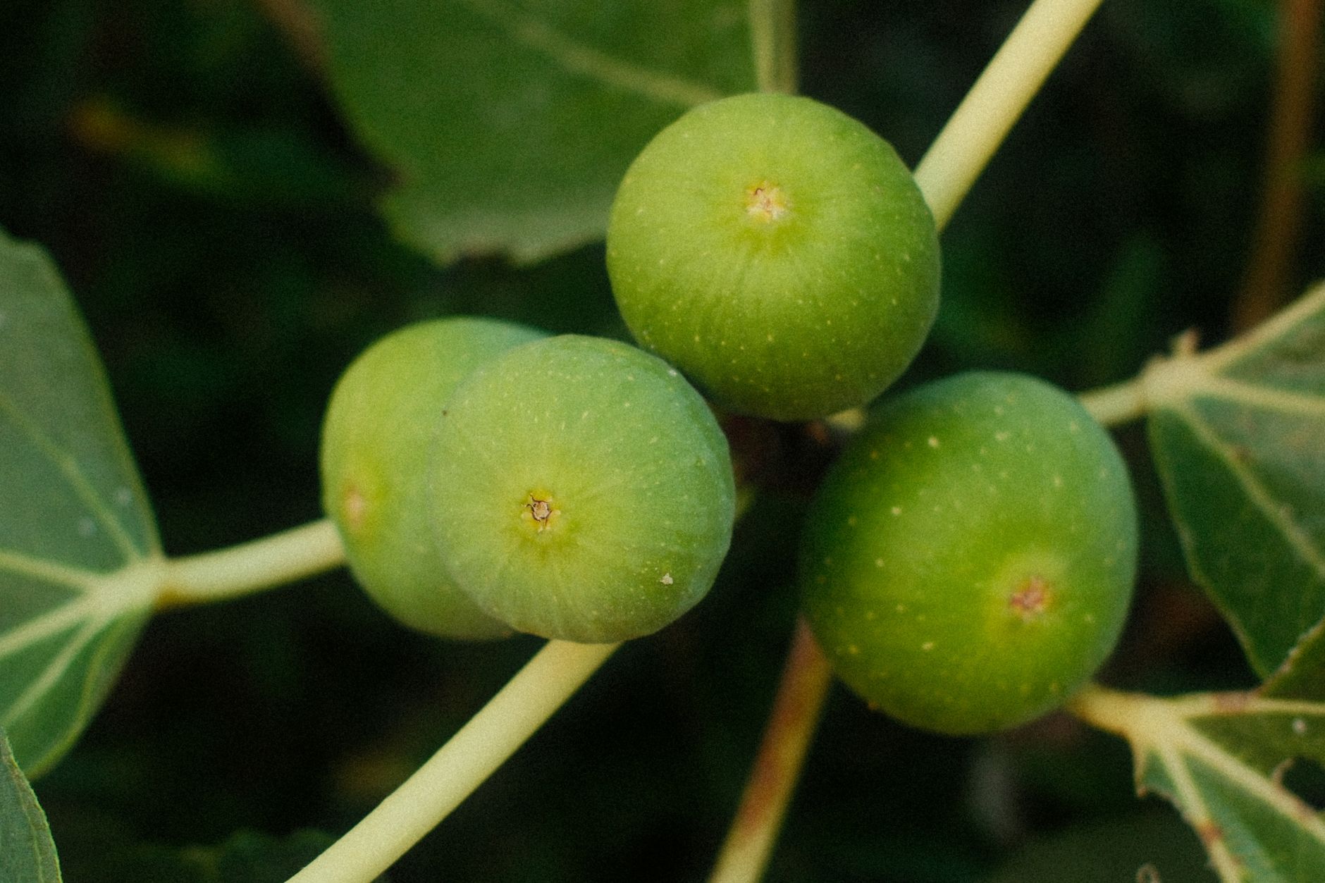 Jeunes figues sur une branche
