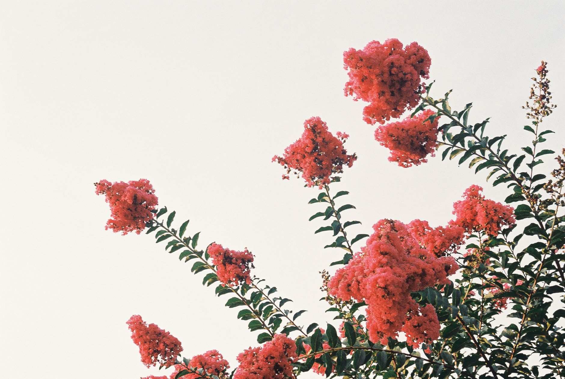 Lilas des Indes en fleurs roses dans un jardin