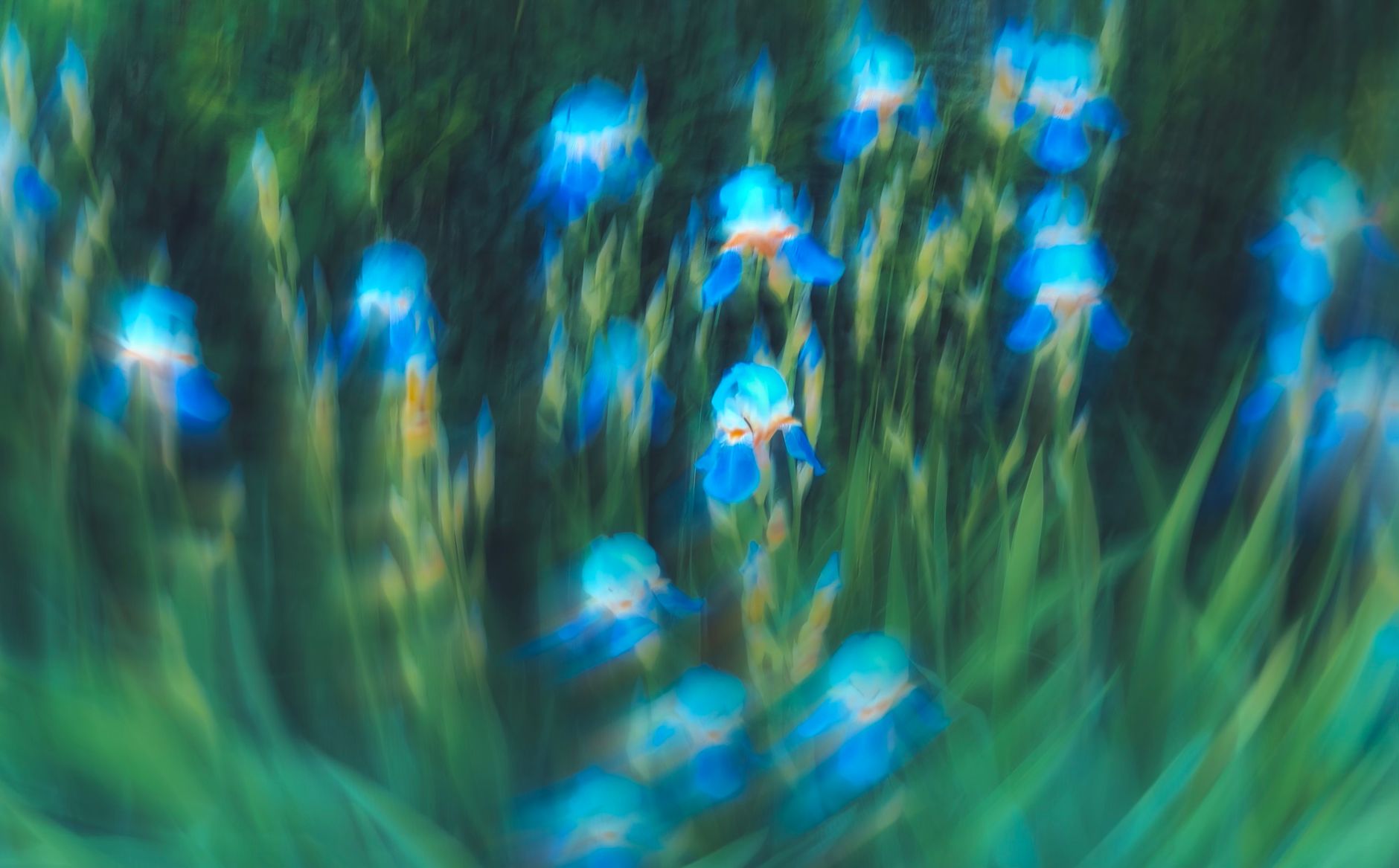 Massif d'iris en fleurs au jardin