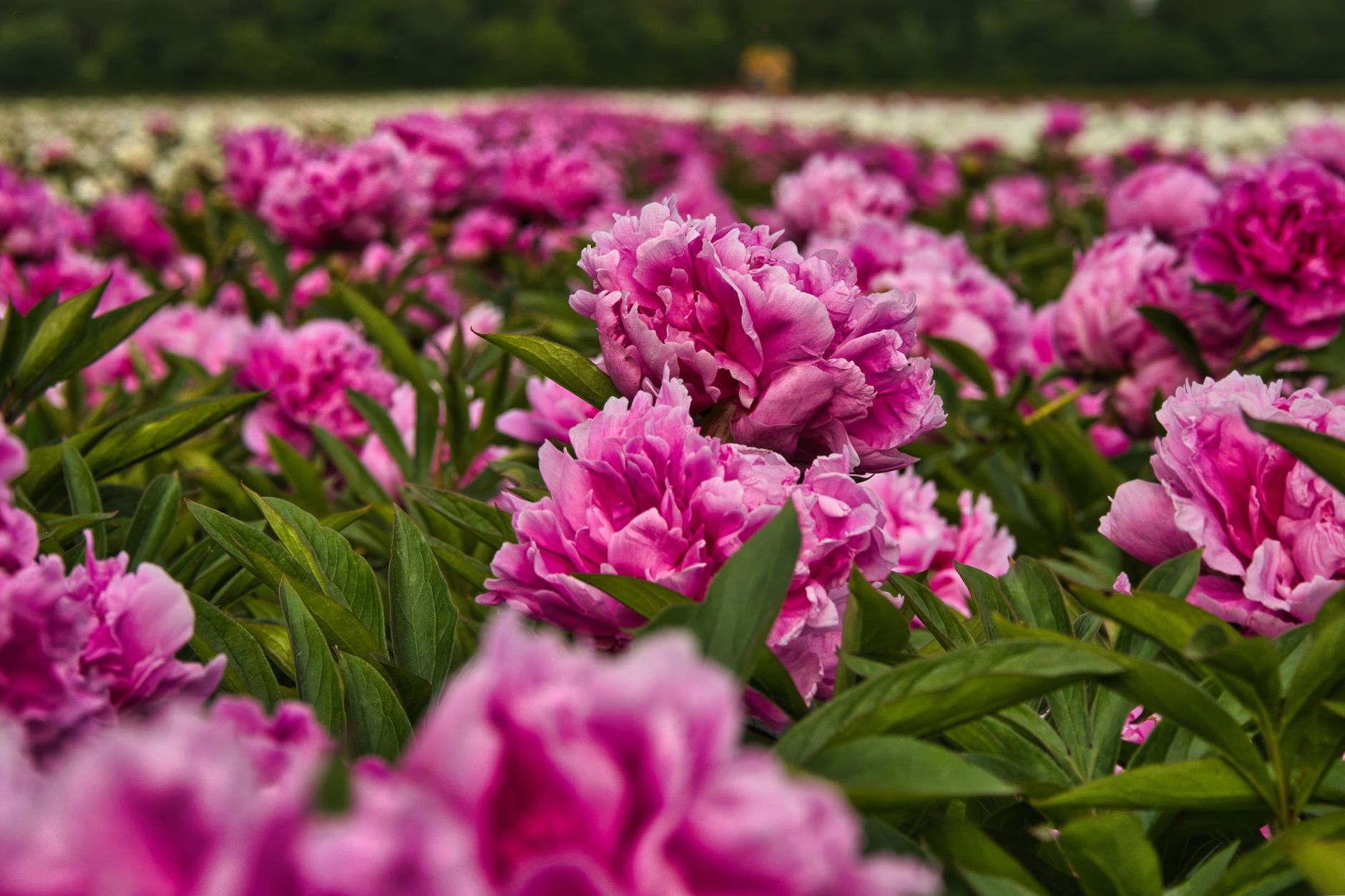 Massif de pivoines roses en pleine terre