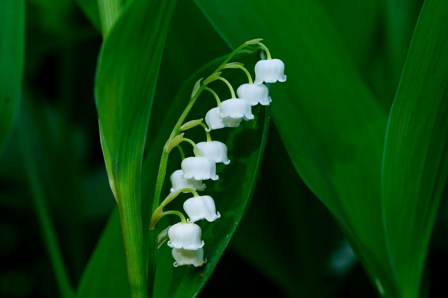 Massif de clochettes blanches de muguet