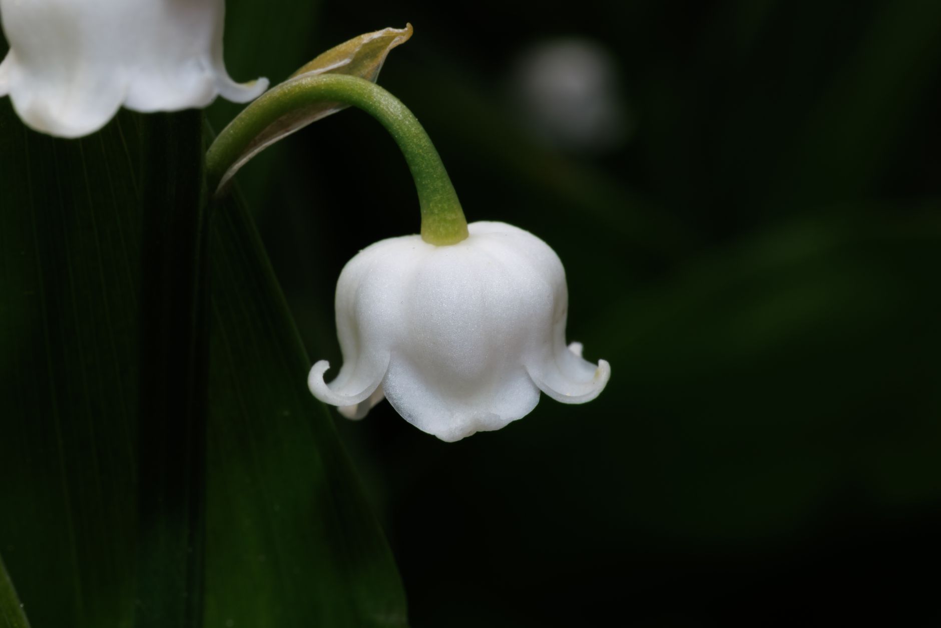 Gros plan sur une fleur de muguet et son feuillage