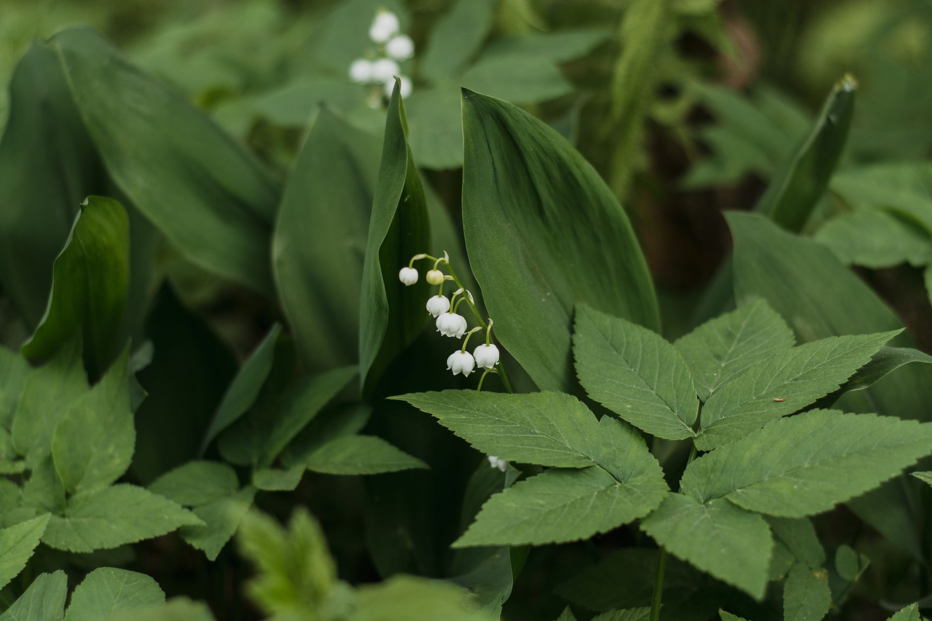 Feuilles vertes de muguet en pleine terre