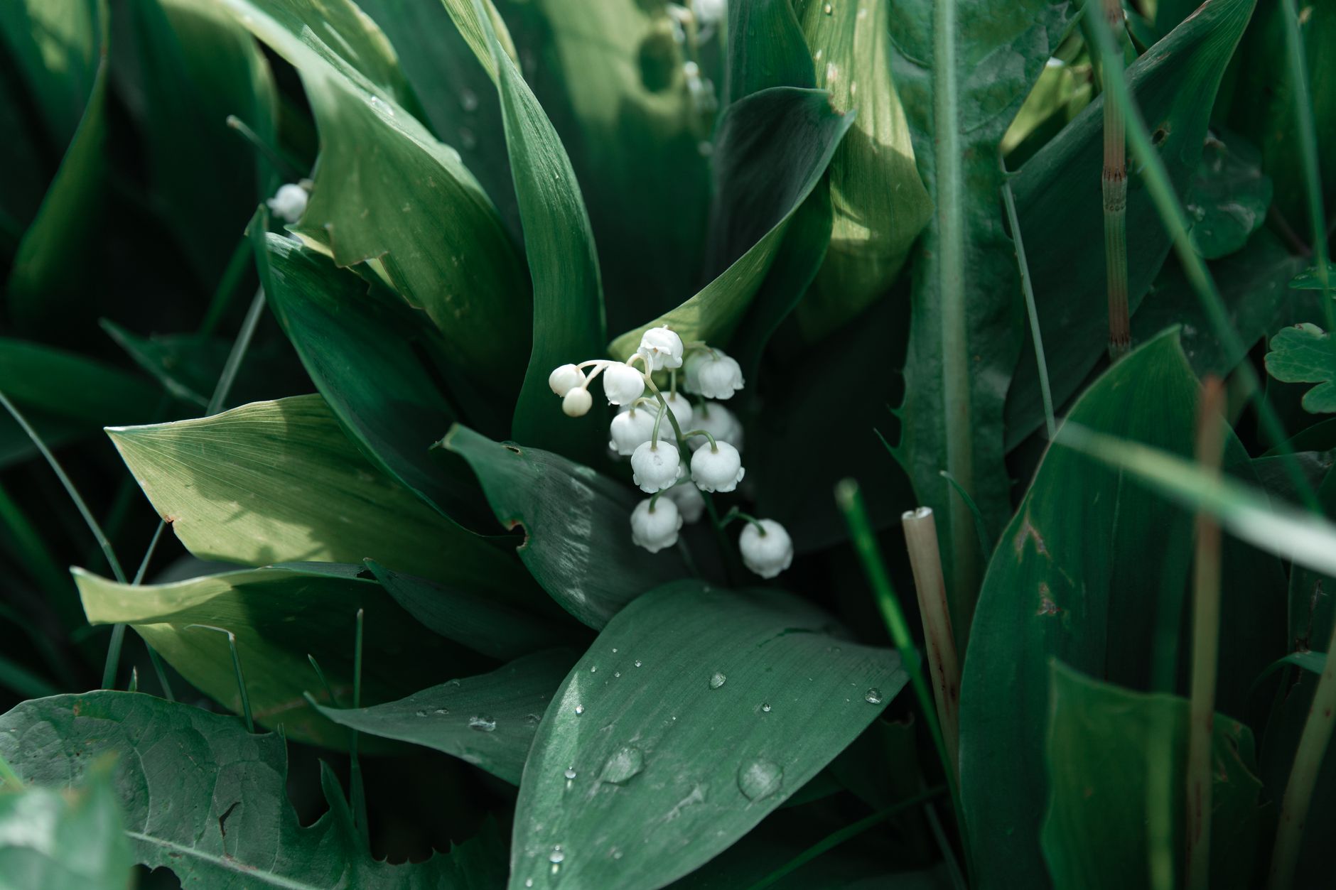 Fleurs de muguet couvertes de rosée au jardin