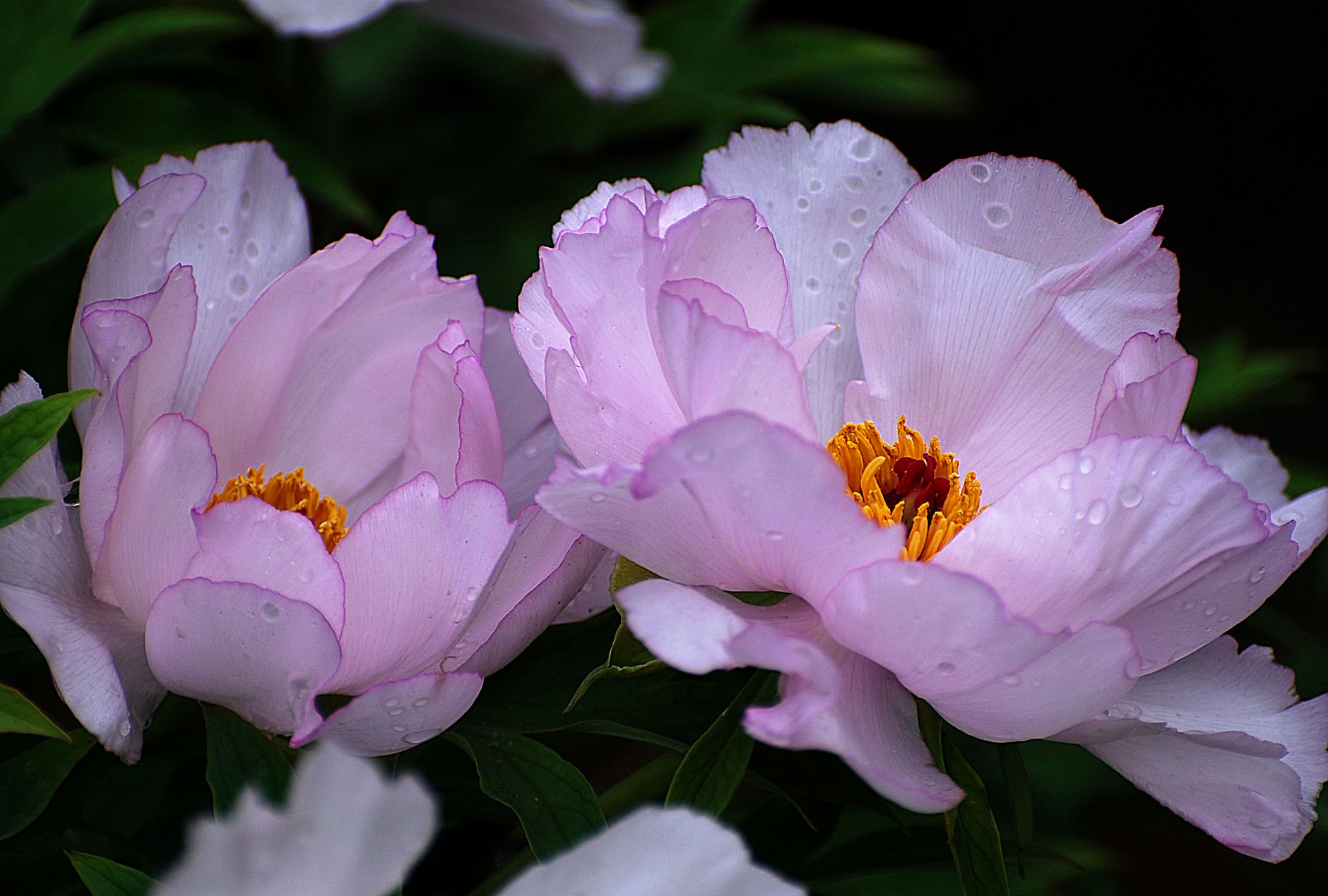 Pivoines couvertes de gouttes de rosée