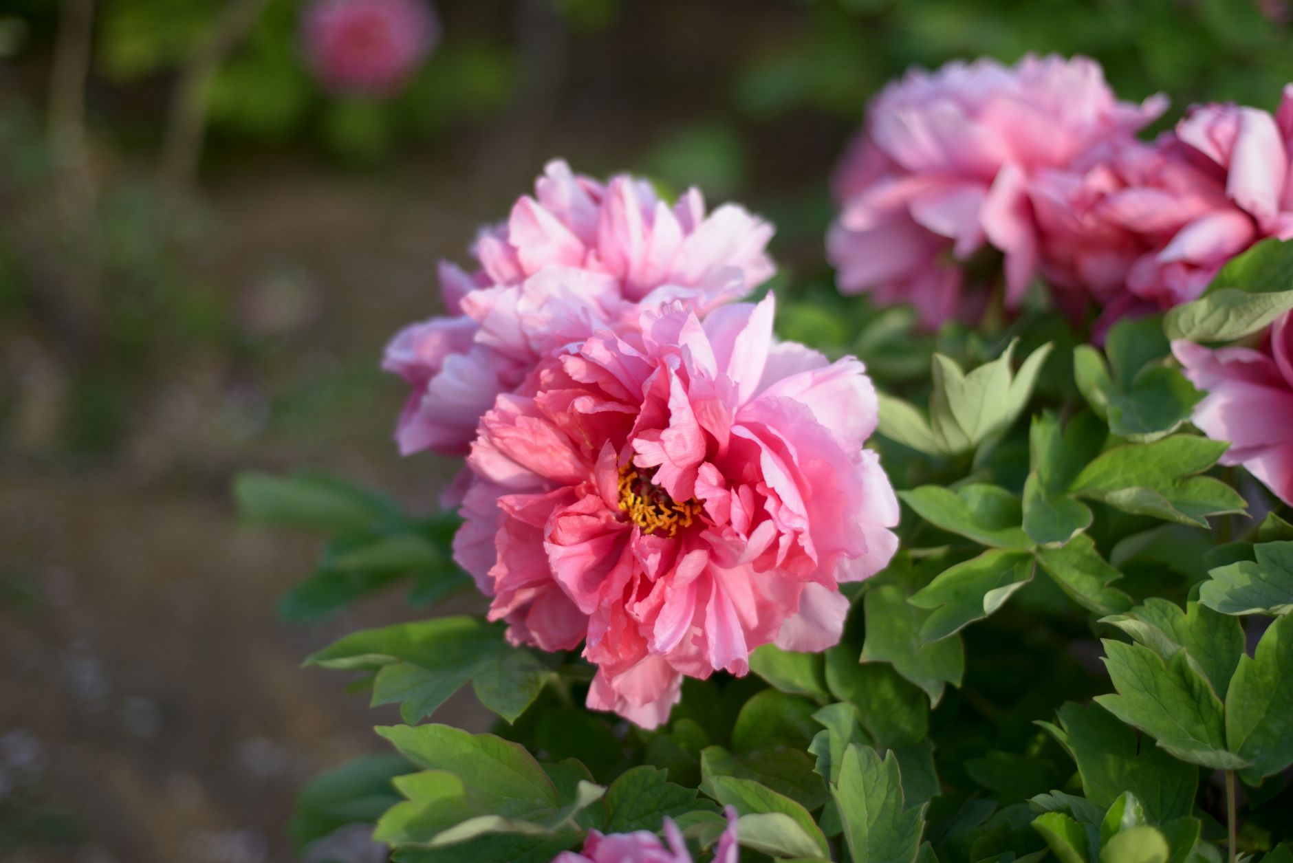Gros plan sur des pivoines roses épanouies