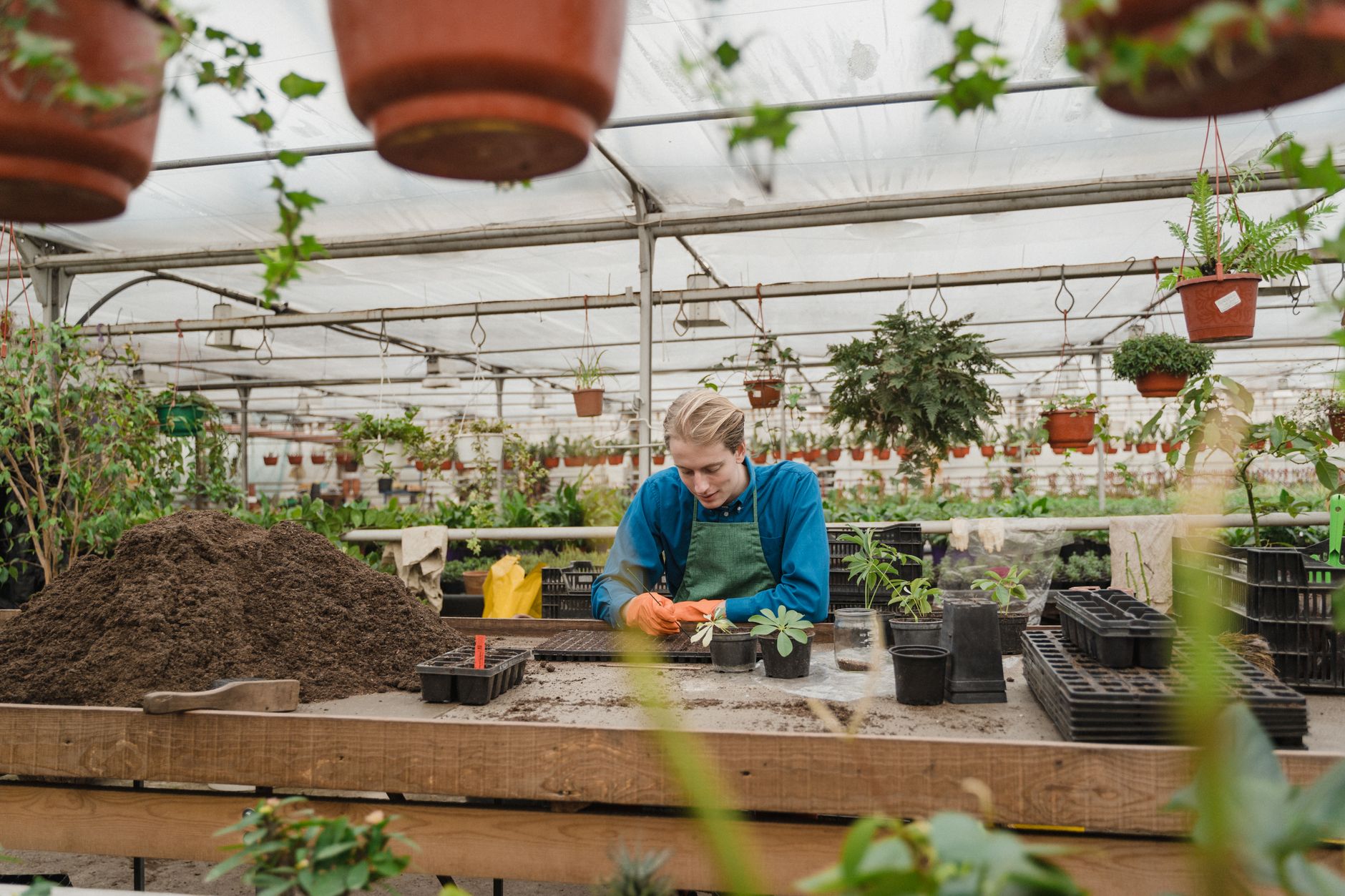 Mains qui plantent une fleur en pleine terre