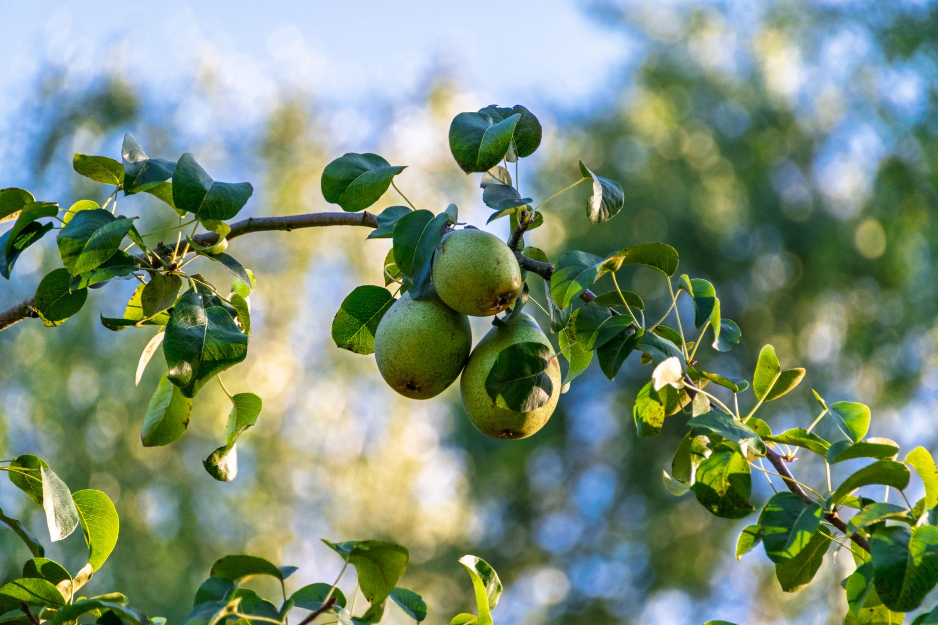 poire mûre prête à cueillir sur l'arbre