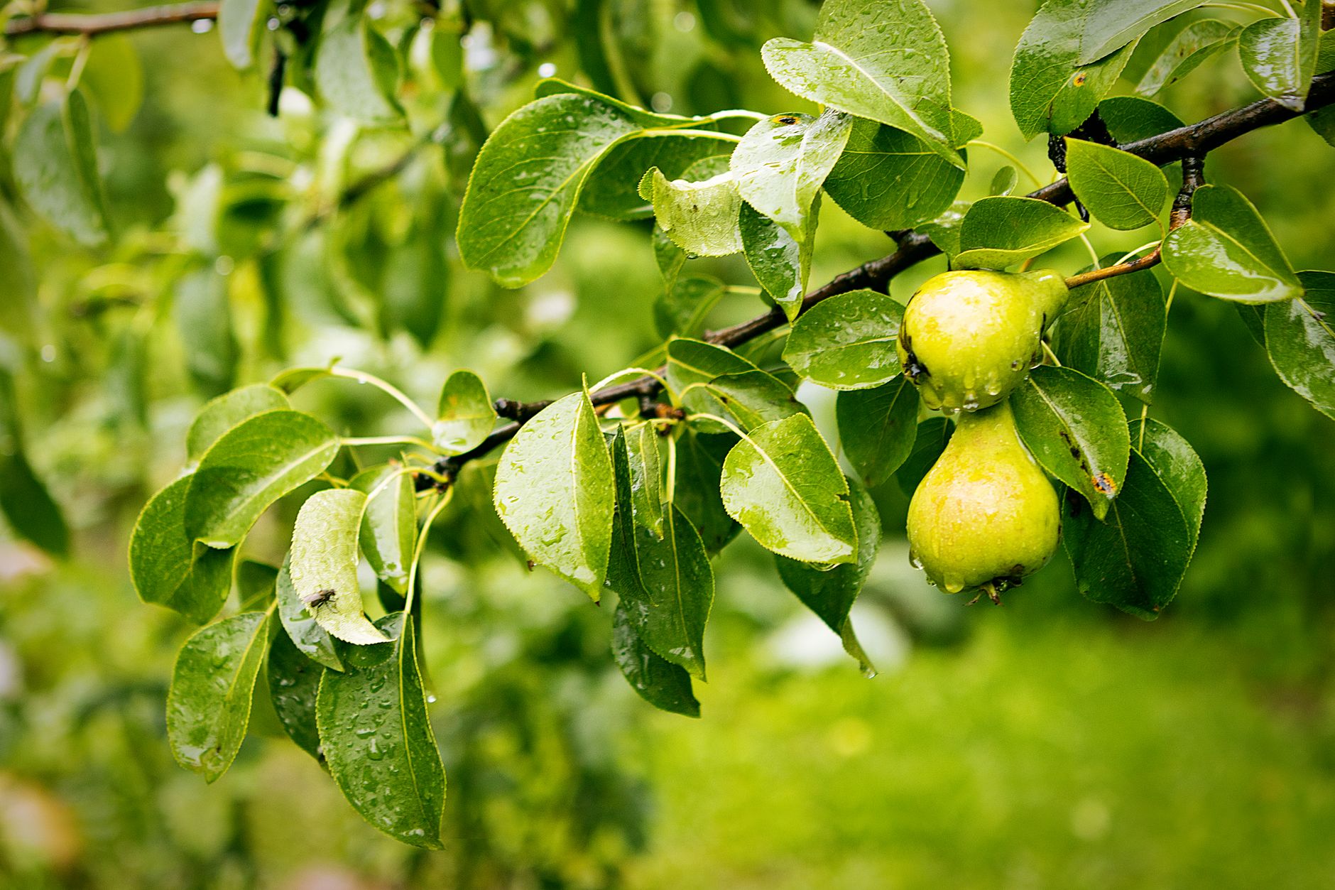 poires couvertes de gouttes de pluie