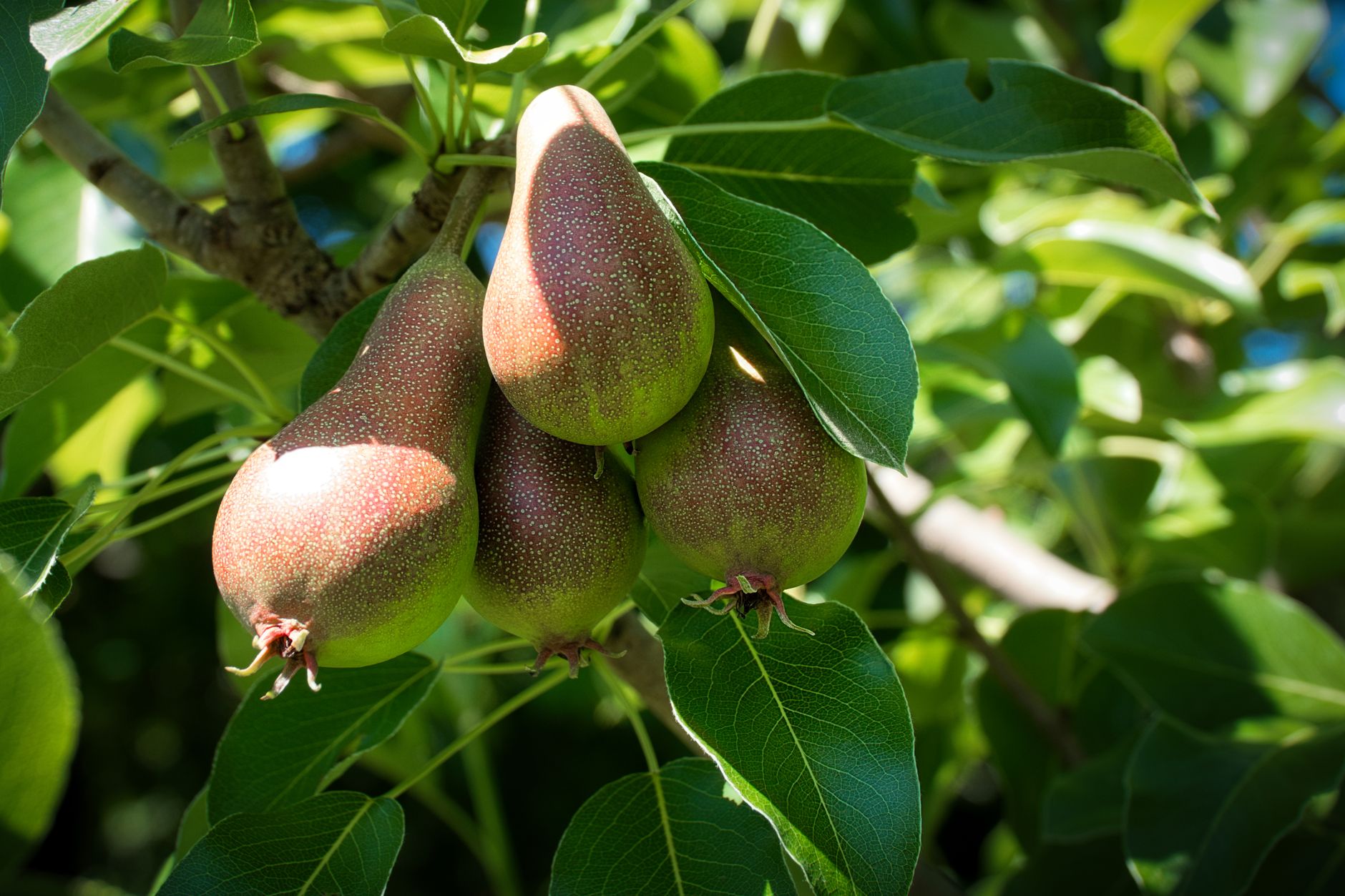 poires vertes accrochées à la branche