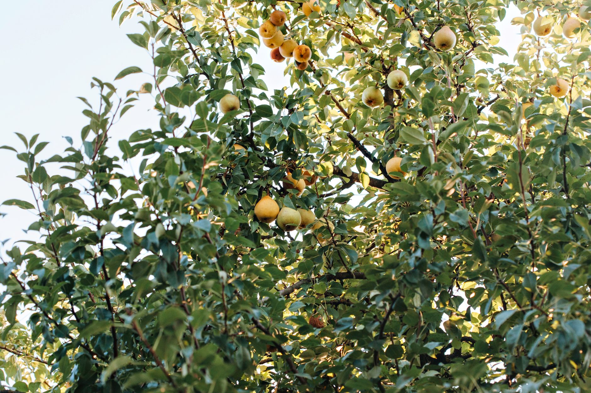 poirier chargé de fruits en plein été