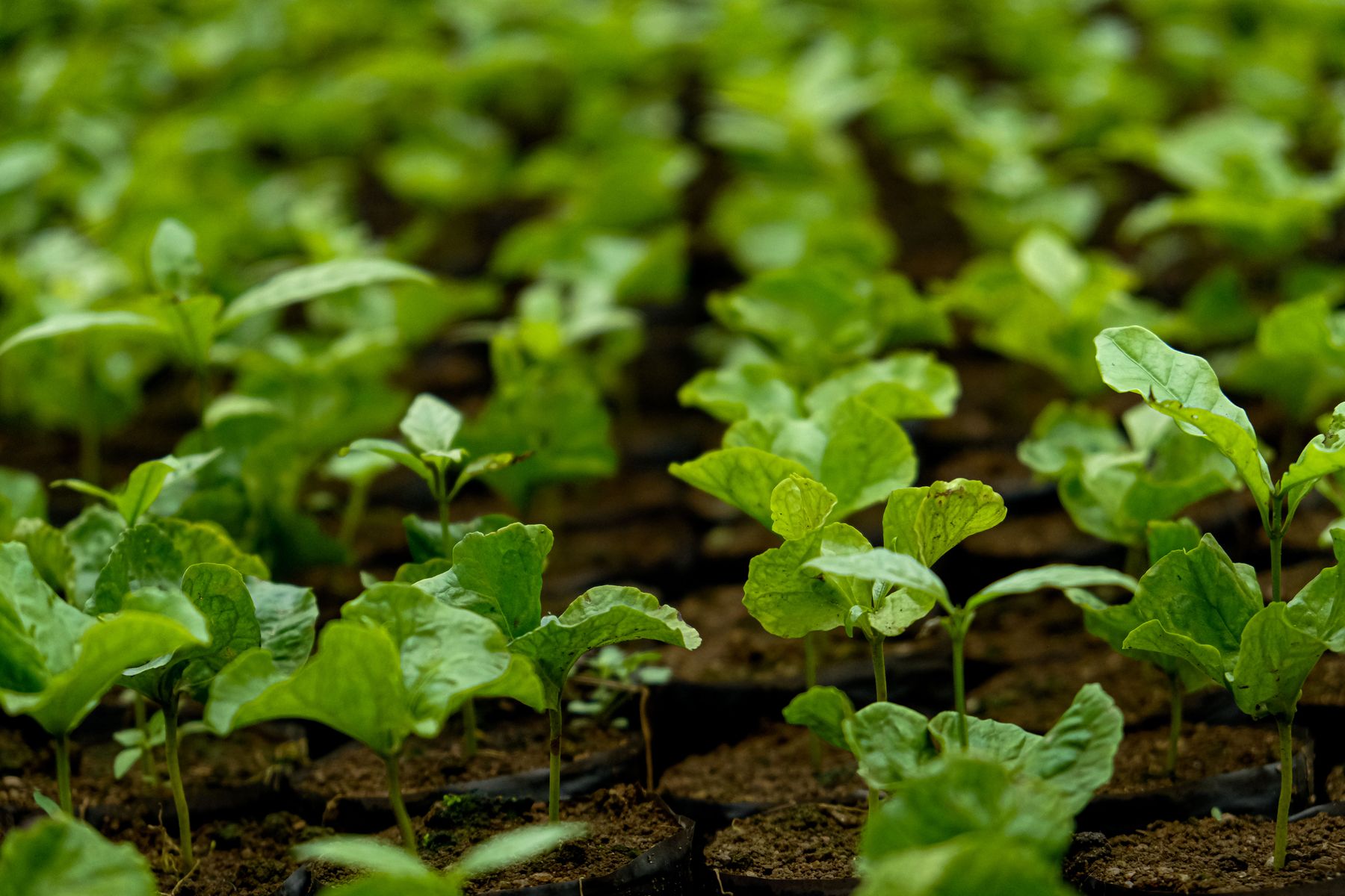 Jeunes semis de haricots verts qui lèvent en terre
